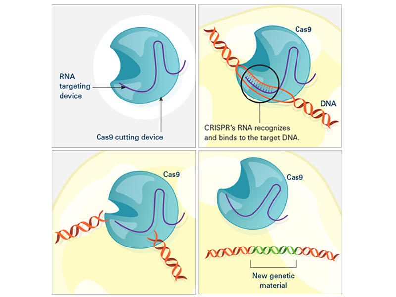 Graphic showing how Cas and a guide RNA work together to find and cut the target DNA.