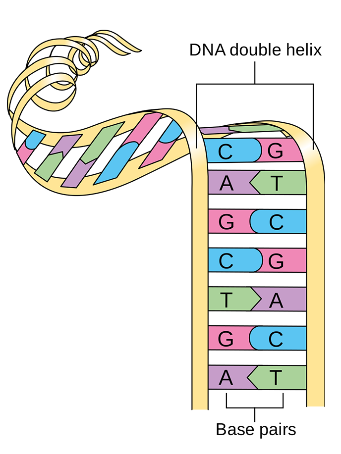 A cartoon DNA strand unwinds to show base pairs of A-T and G-C.