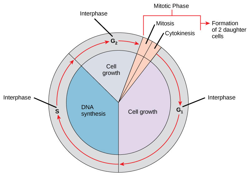 Diagram showing the sequence of phases, cell growth, and DNA synthesis during the cell cycle. 