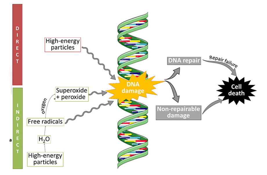 Illustration of radiation-induced direct and indirect DNA damage.