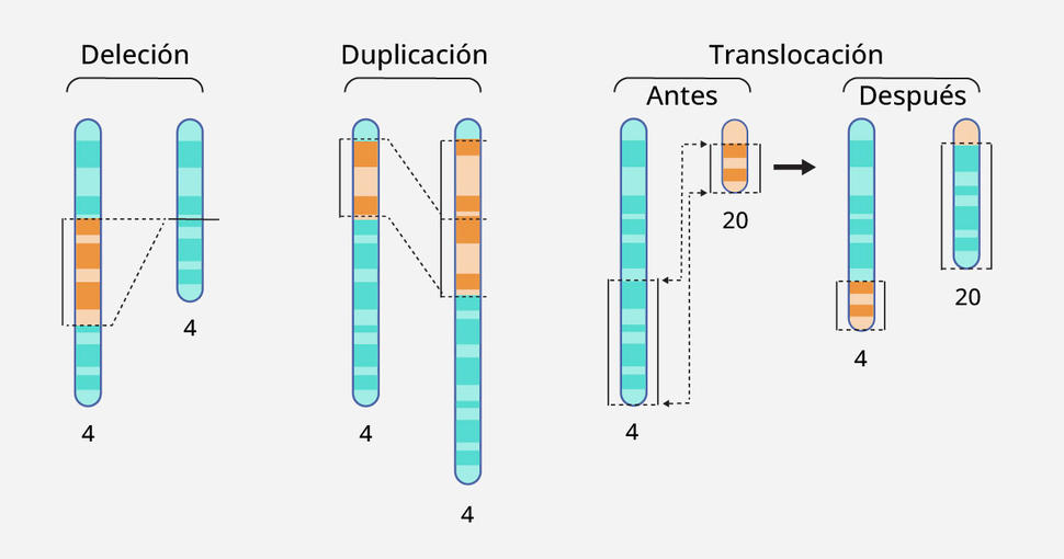 Ilustración en la que se muestran tres alteraciones: deleción, duplicación y translocación.