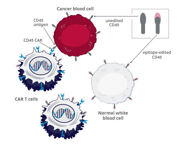 An illustration of epitope-edited CAR T cells and blood cells near a cancer cell