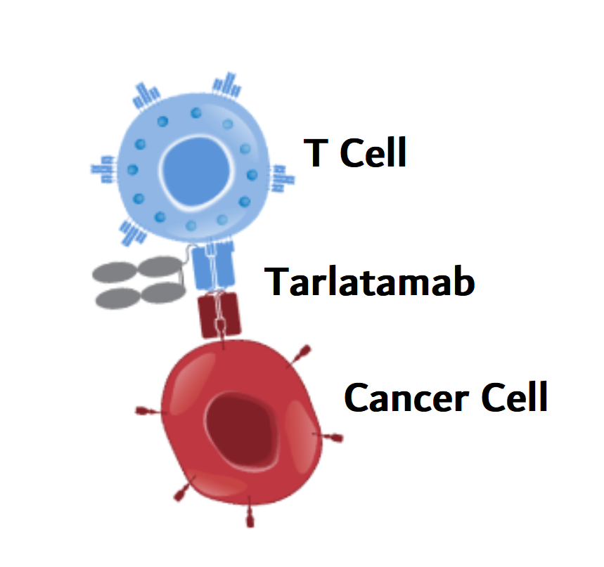 An illustration showing tarlatamab (blue, red, and gray) binding to a cancer cell on one side (red) and a T cell on the other (blue).