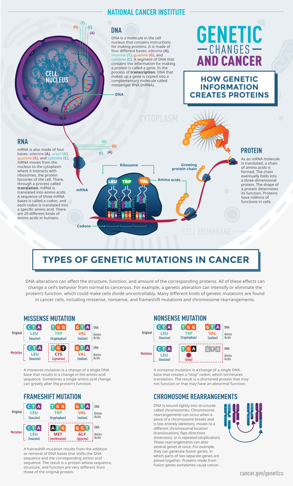 NCI Genetic Changes and Cancer. Shows how genetic information creates proteins; DNA, RNA and Protein. The four types of genetic mutations in cancer are missense mutation, frameshift mutation nonsense mutation and chromosome rearrangements.