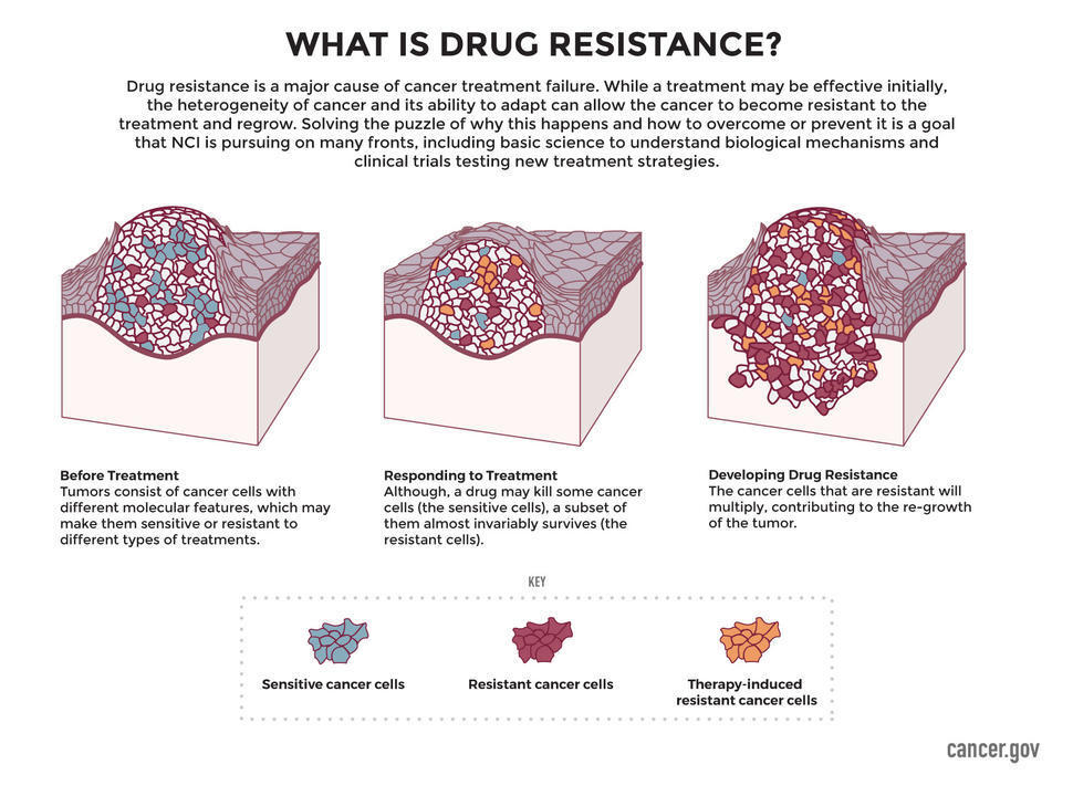 What is Drug Resistance? Three images show cancer cells colored in blue, red, and orange before treatment, responding to treatment, and developing drug resistance. Blue-colored cells are sensitive to treatment, red-colored cells are resistant to treatment, and orange-colored cells are therapy-induced resistant cancer cells.