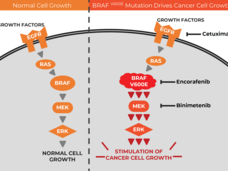 A diagram showing how three drugs target parts of the MAPK signaling pathway in cancer cells with BRAF mutations.