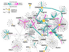 A protein-protein "interactome" of protein-protein interactions.