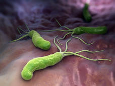 Drawing of Helicobacter pylori (H. pylori) bacteria.