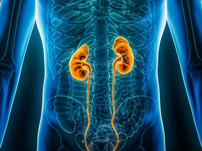 Graphical image of kidneys in a human body. 