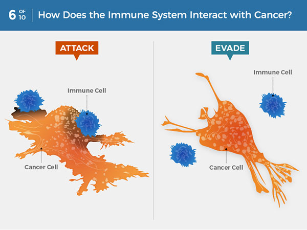 What Is Cancer? - National Cancer Institute