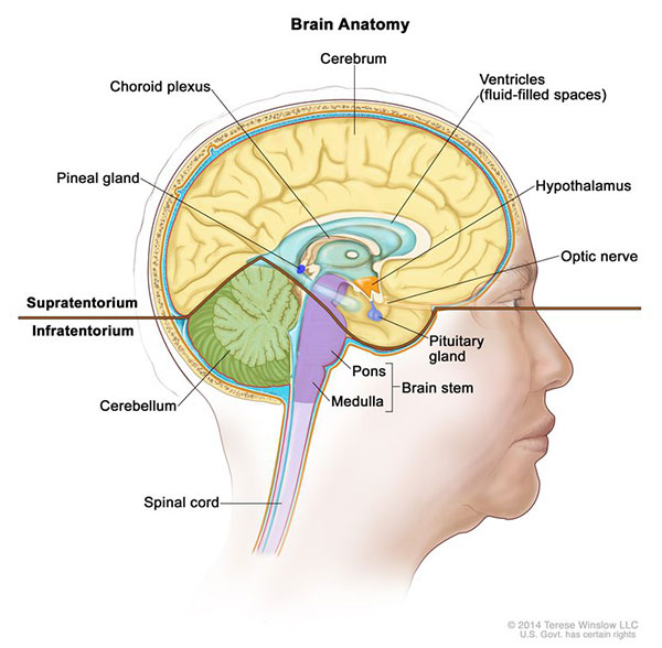 Patient with Brain Tumor Responds Dramatically to Targeted Therapy ...