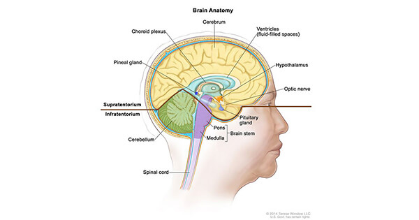 Patient with Brain Tumor Responds Dramatically to Targeted Therapy ...