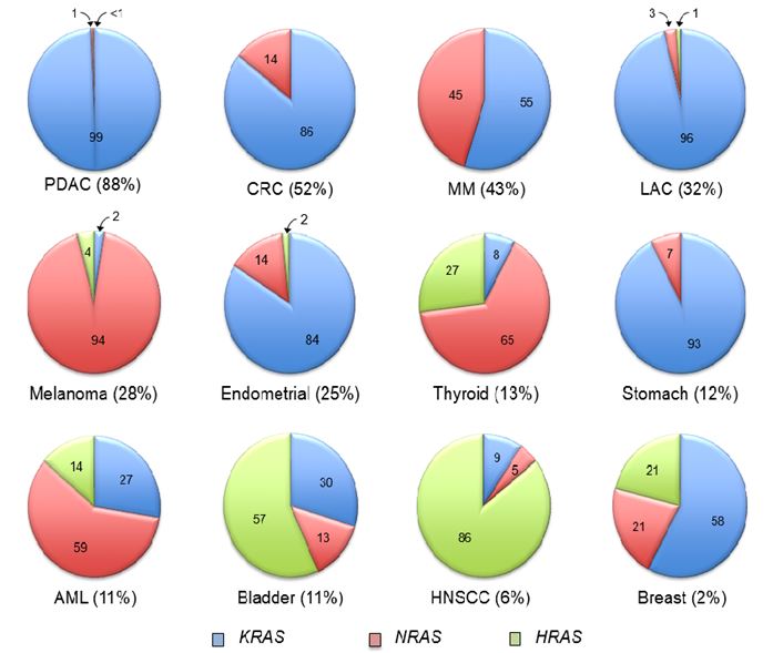 Are All RAS Proteins Created Equal in Cancer? - National Cancer Institute