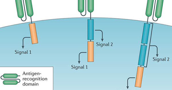 CAR T Cells: Engineering Immune Cells To Treat Cancer - National Cancer ...