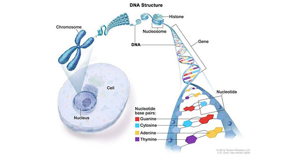 The Genetics Of Cancer National Cancer Institute 6831