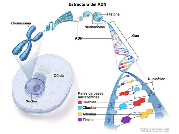 Una ilustración de la estructura del ADN