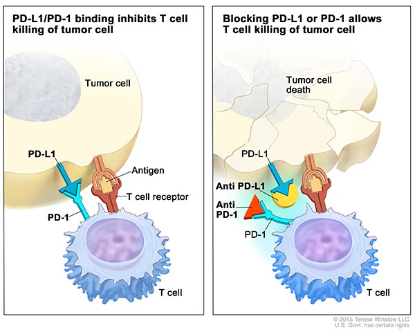 Image result for atezolizumab