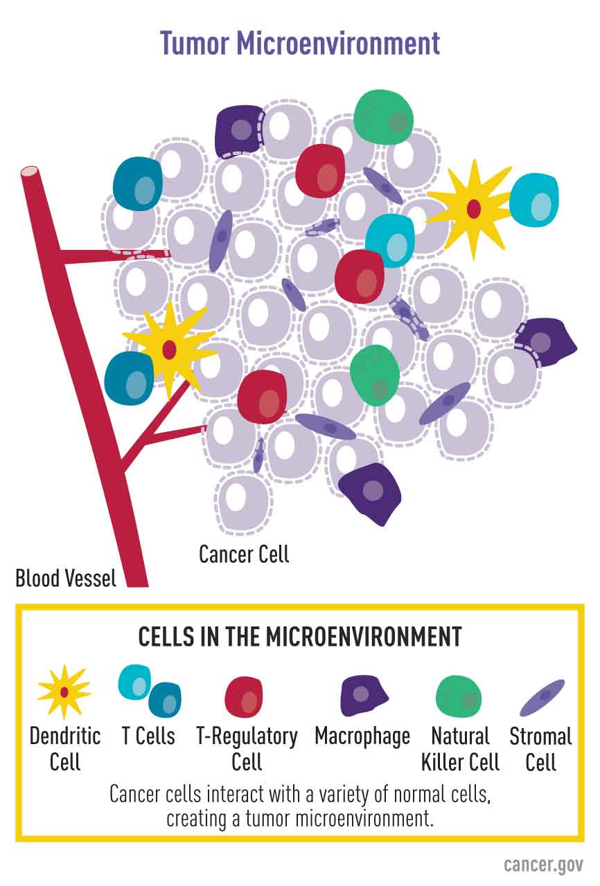 cancer research tumor biology and immunology