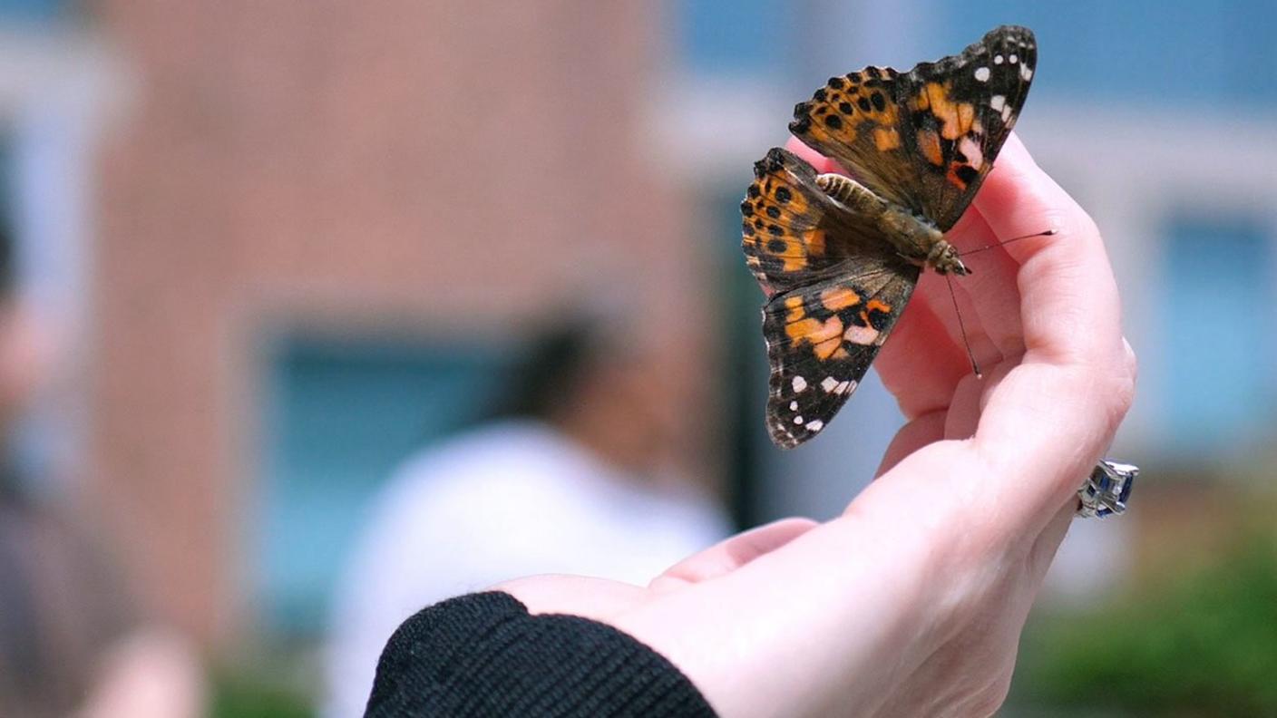 Close-up of a hand holding a butterfly