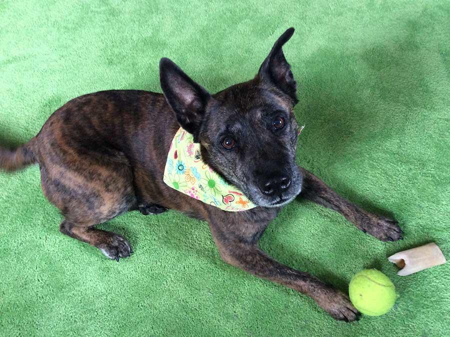 Dog on artificial turf