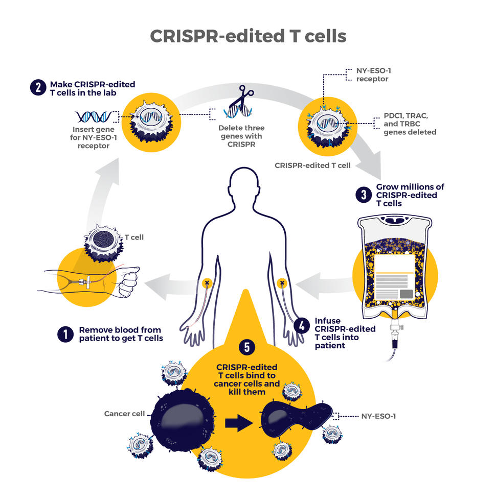crispr cas9 research