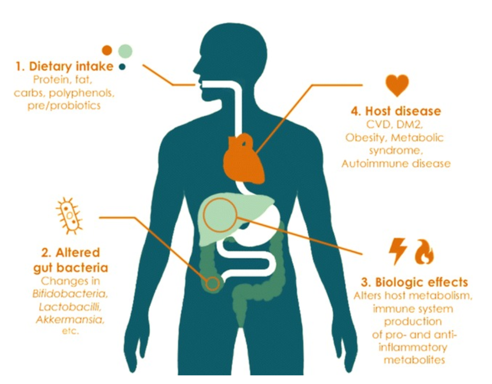 An illustration of how the gut microbiome influences health.