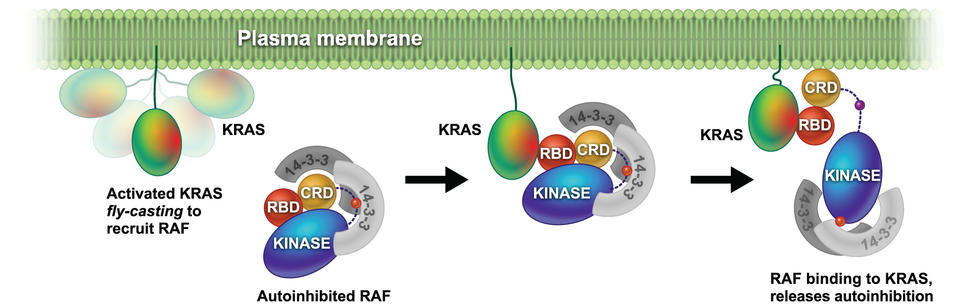 Uncovering a membrane-distal conformation of KRAS available to recruit RAF  to the plasma membrane