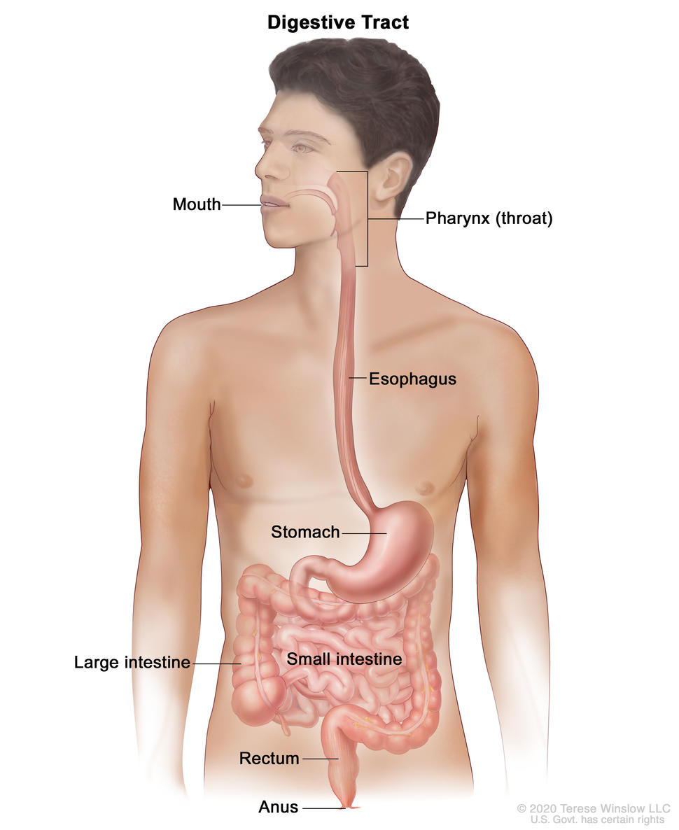 Digestive system drawing Stock Photo - Alamy