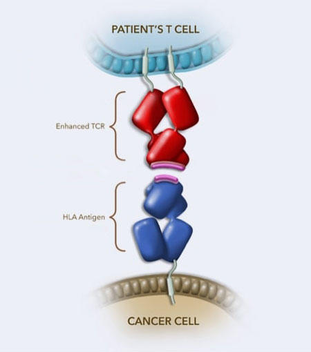 Illustration of the components of a T-cell therapy: An enhanced T-cell receptor from a patient's T cell binds to an HLA antigen on the surface of a cancer cell. 