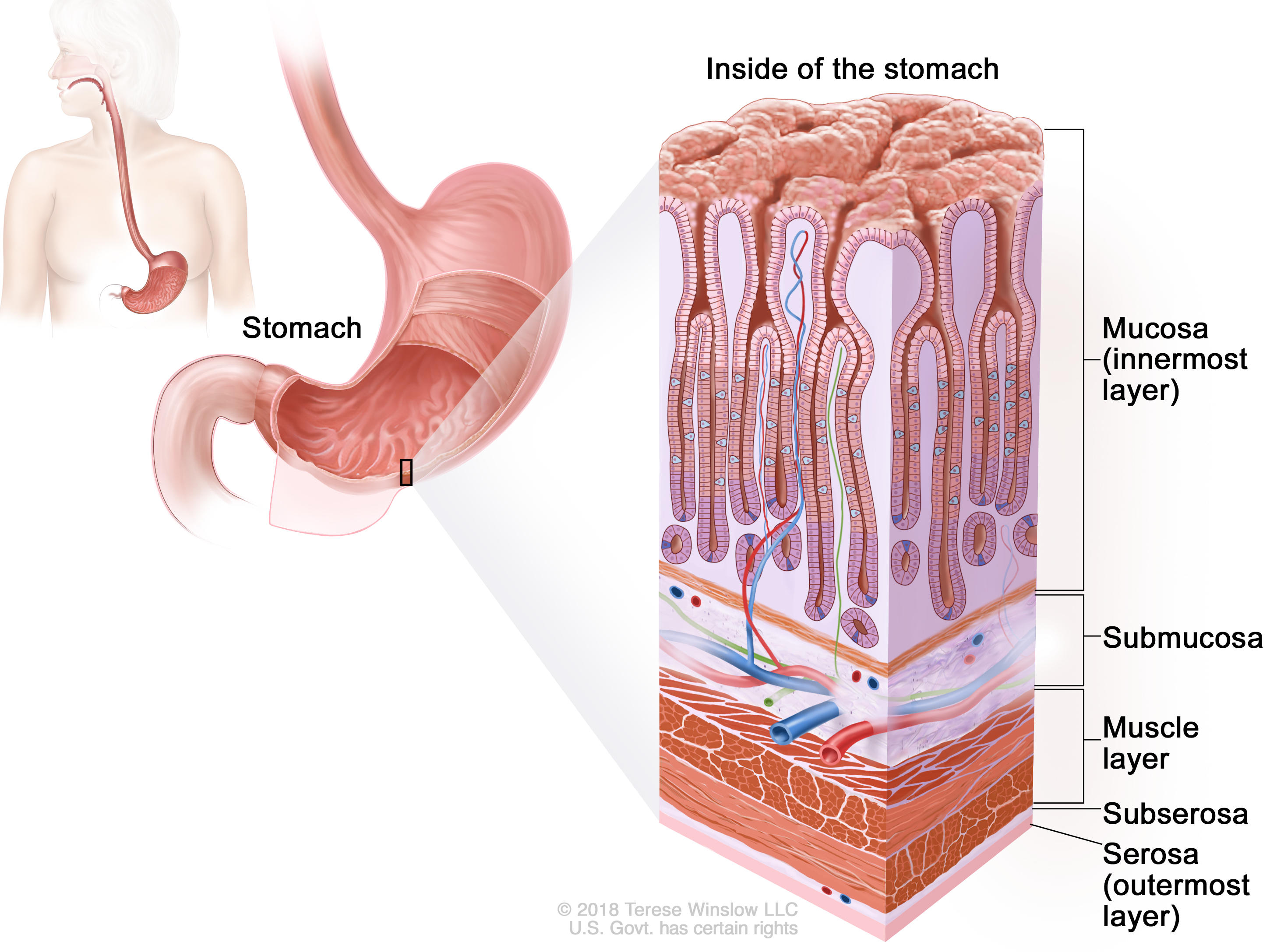 Для слизистой оболочки желудка характерно наличие. Слизистая оболочка желудка анатомия. Стенка желудка состоит из 4 слоев. Желудок строение стенки желудка. Строение желудочной стенки.