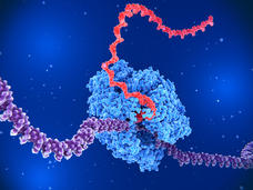 An illustration of an enzyme unwinding a DNA strand to produce an RNA strand.